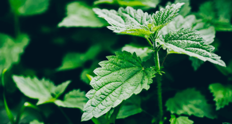 Grasping the Nettle