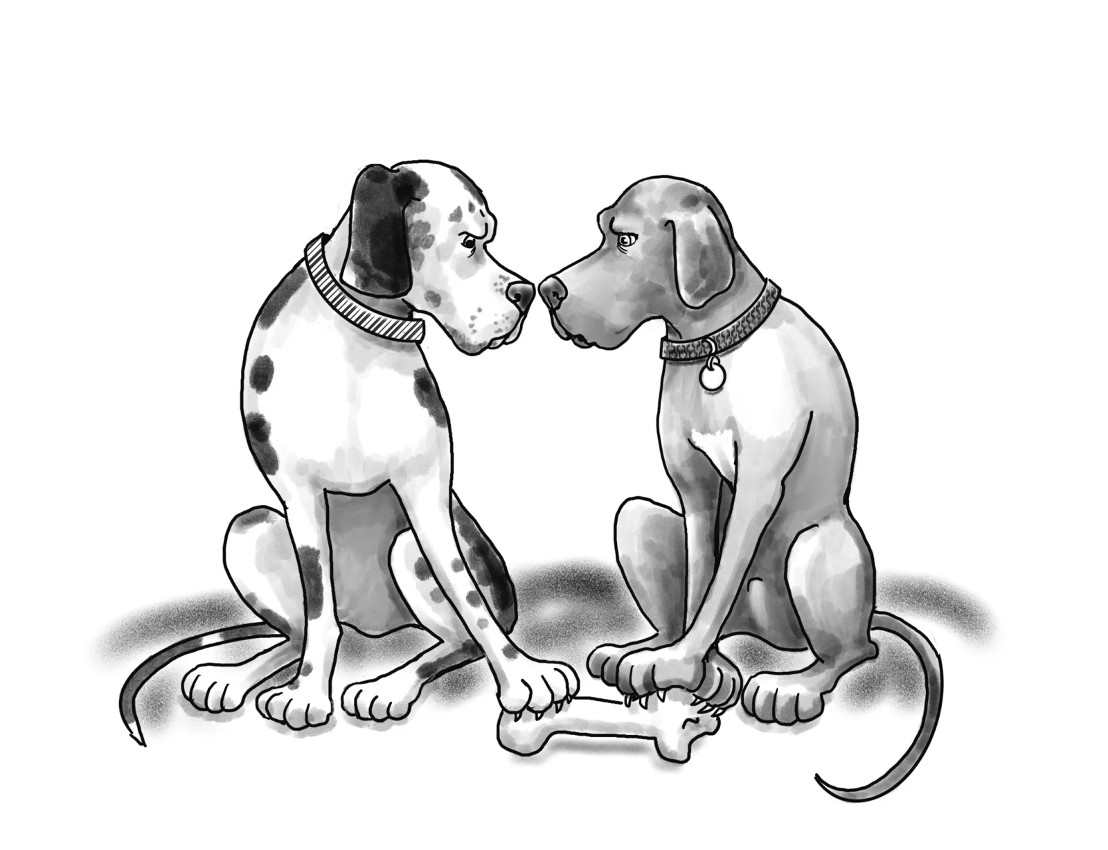drool comparison