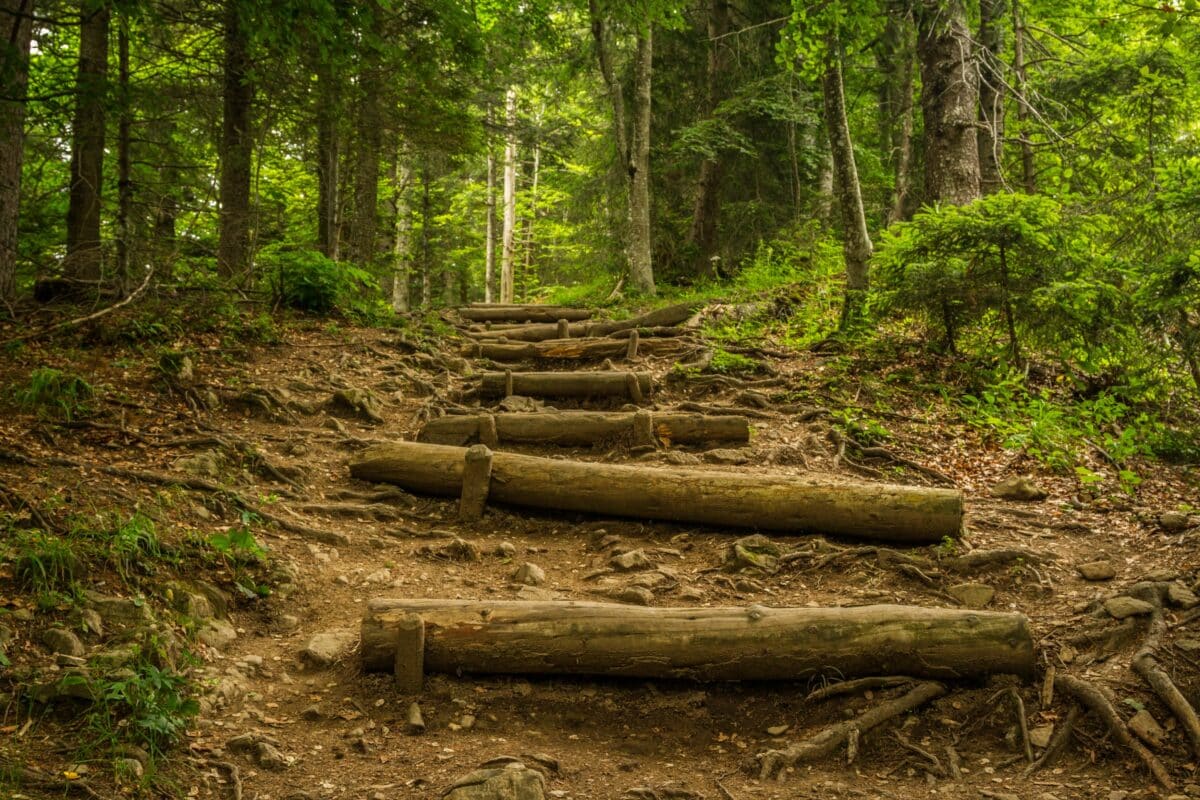 Steps going up into a forest