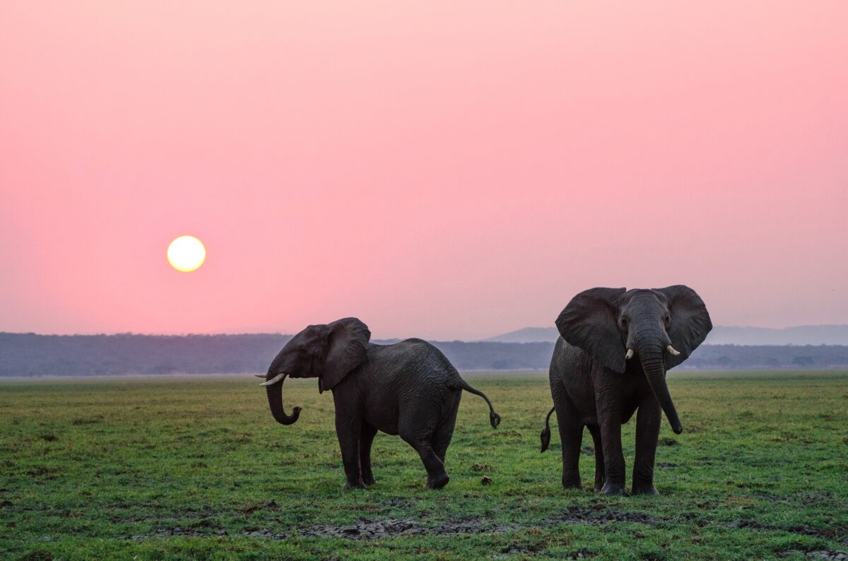 Two elephants in a field