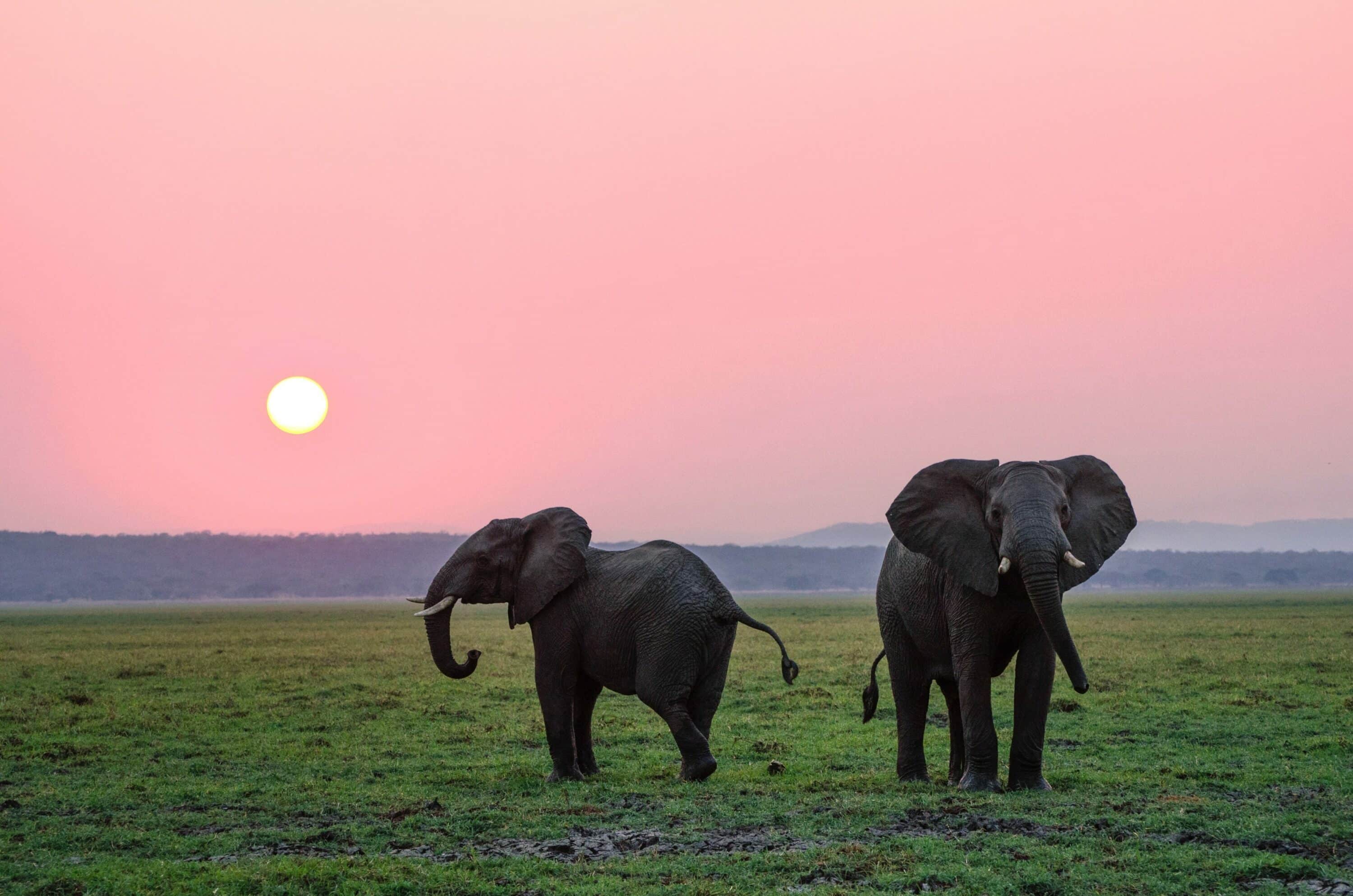 Two elephants in a field