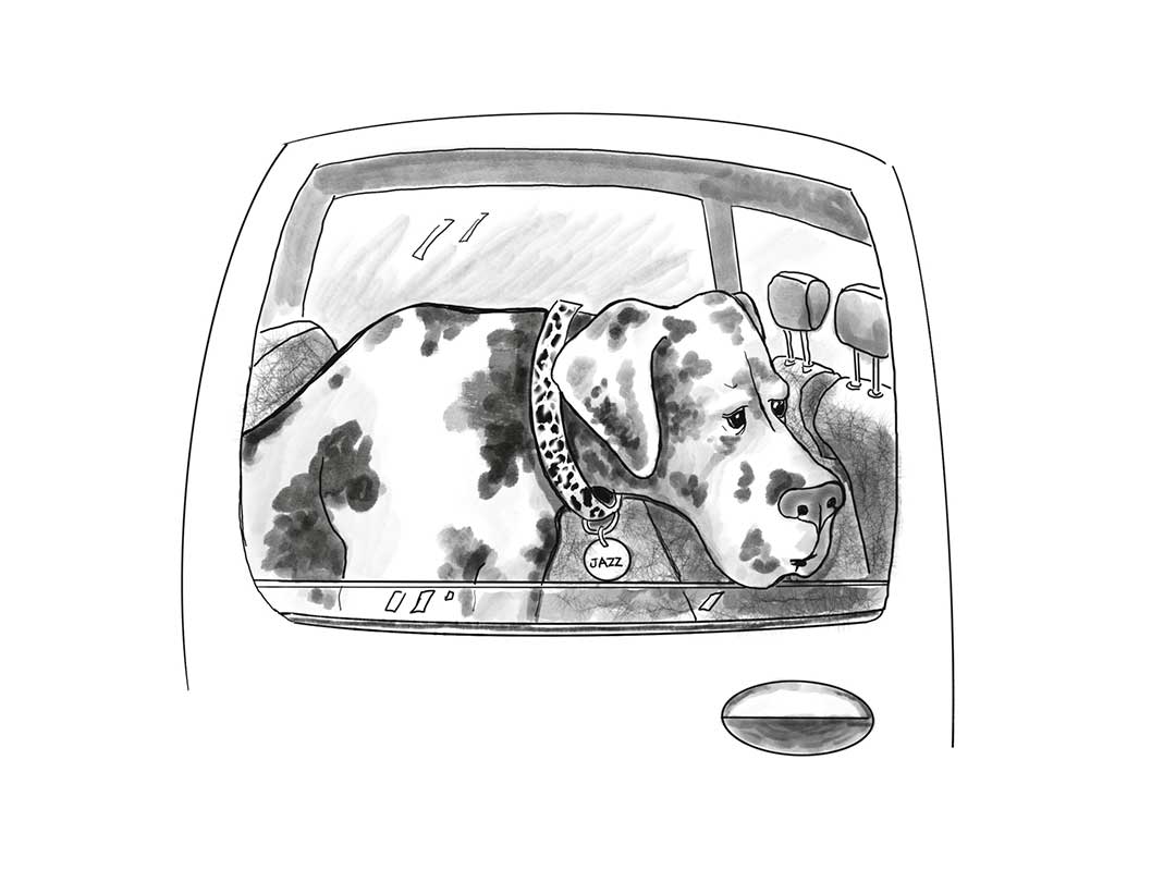 sad dog named jazz in backseat of car