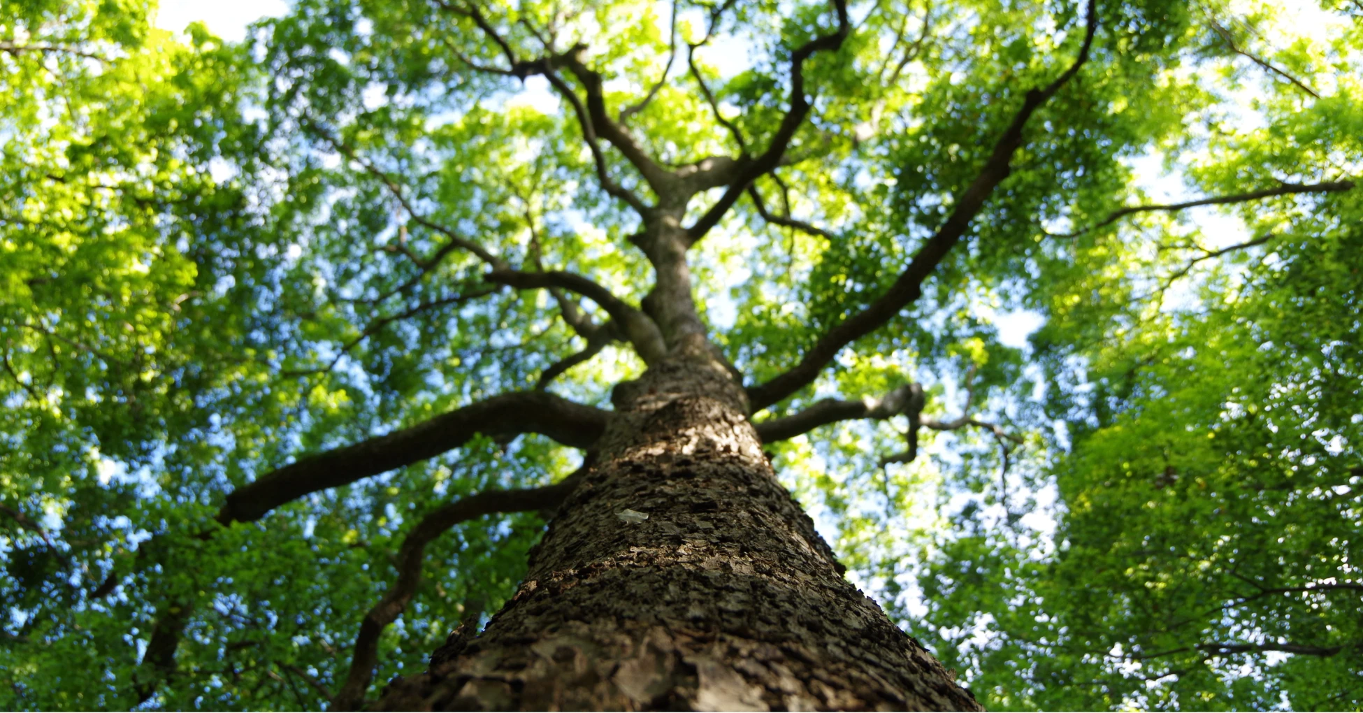 tree taking up space