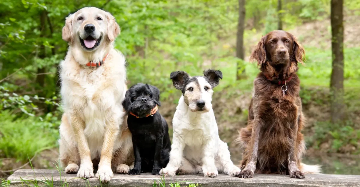 various breed dogs sitting on platform